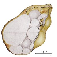 Obrzek: Struktura amyloplastu