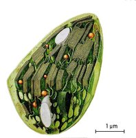 Obrzek: Struktura chloroplastu