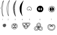  Obrzek: Zkladn symboly pouvan pi zakreslovn kvtnho diagramu: