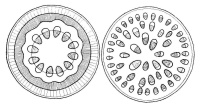  Obrzek: Schma uspodn svazk cvnch v jednoletch stoncch dvoudlonch a jednodlonch rostlin