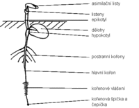  Obrzek: Morfologie kln rostlinky hrachu setho (Pisum sativum)