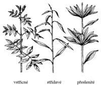  Obrzek: Postaven list na stonku. Vstcn u bezu ernho (Sambucus nigra), stdav u vrby (Salix sp.) a peslenit u lilie zlatohlav (Lilium martagon)