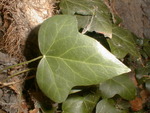 Hedvika tpankov