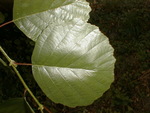 Hedvika tpankov