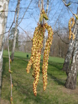 Hedvika tpankov