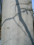 Hedvika tpankov