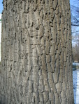 Hedvika tpankov