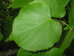 Hedvika tpankov
