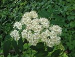 Hedvika tpankov