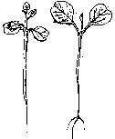 kln rostlina
