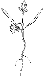 kln rostlina