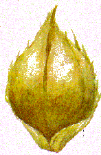 rozliovn semen