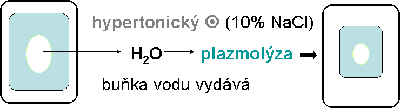  Obrzek: Buka v hypertonickm roztoku - plazmolza