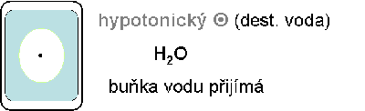  Obrzek: Buka v hypotonickm roztoku