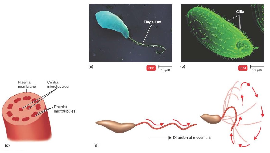 Another Name For Sex Cells 94