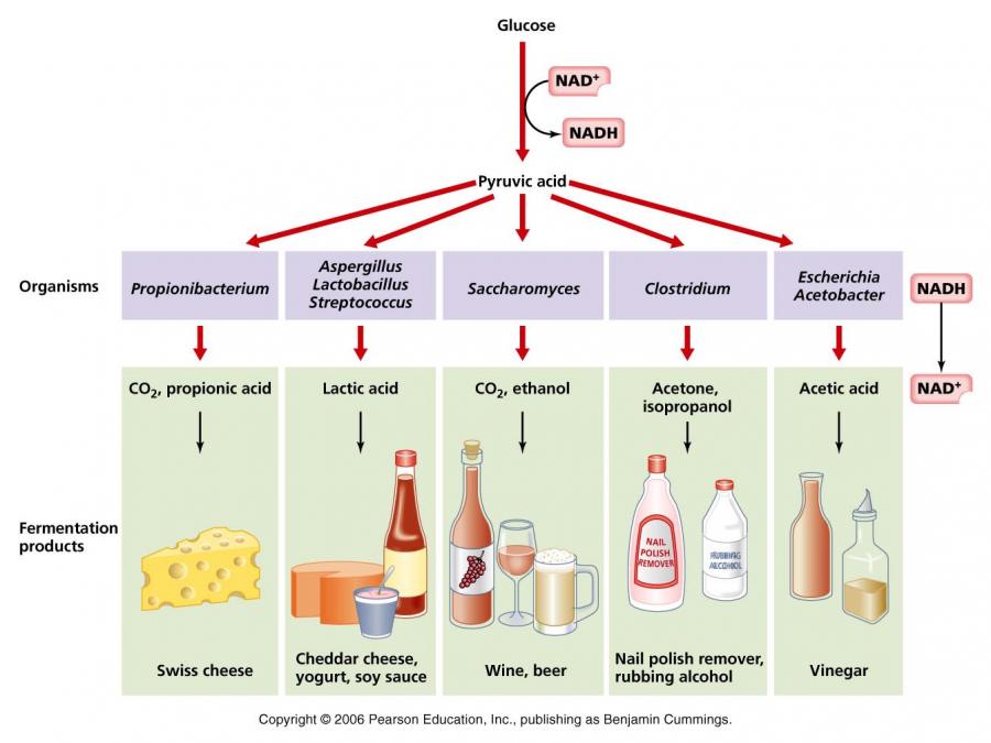 lactic-acid-fermentation-products