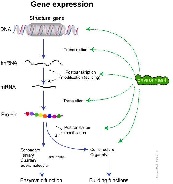 What Is Gene Expression In Biology