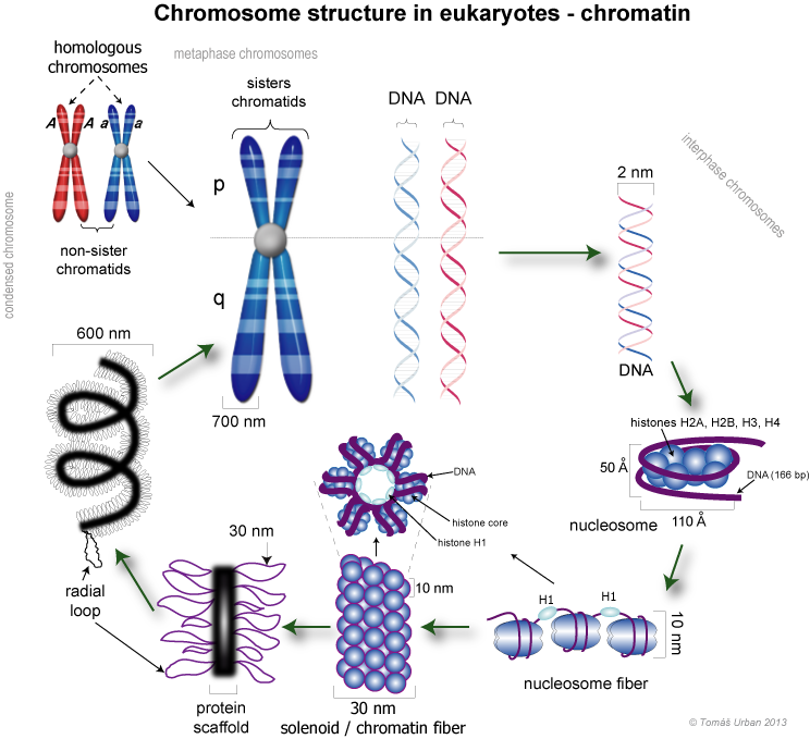 difference between chromatin and chromosomes