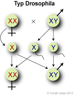 Zw Sex Determination 60