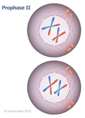 prophase 2