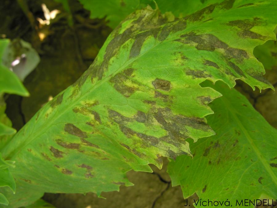 Helminthosporium papaveris Mák pleospórás levél- és tőszáradása (Helminthosporium papaveris)