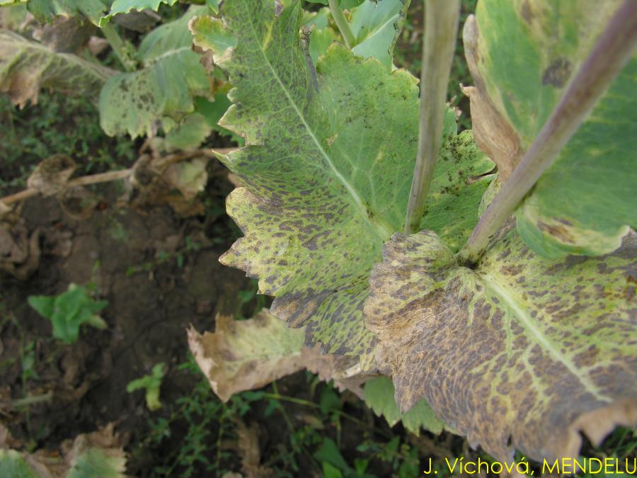 Mák pleospórás levél- és tőszáradása (Helminthosporium papaveris) Helminthosporium papaveris