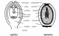  Obrzek: Schma pemny oplozenho pmho vajka v semeno