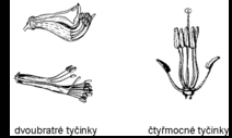  Obrzek: Bratrstv a mocenstv tyinek