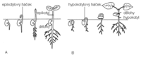 Obrzek: Schma hypogeickho (A) a epigeickho (B) klen semen