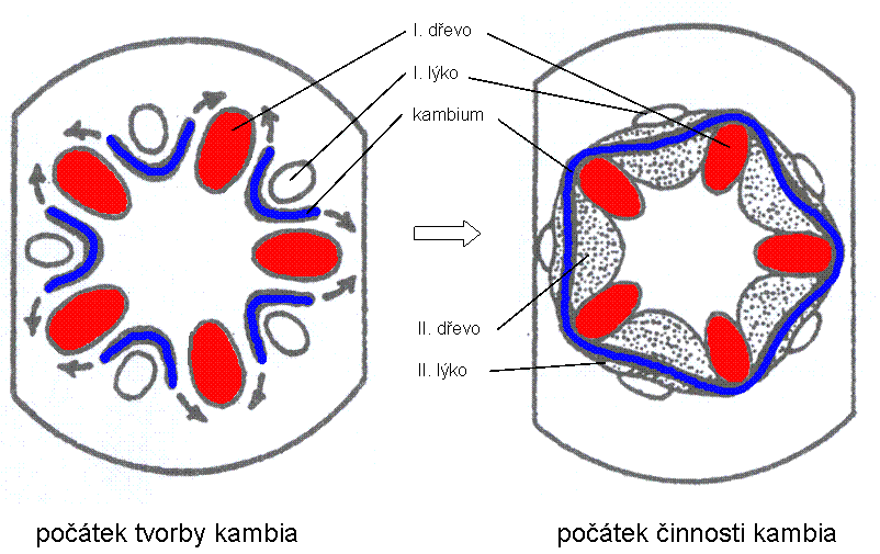 Co vzniká z kambia?