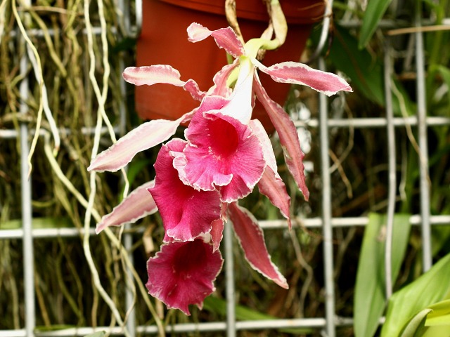 Trichopilia marginata.jpg